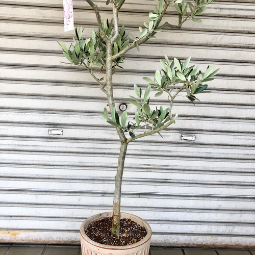 樹形完璧 オリーブの木 フラントイオ テラコッタ その他インテリア雑貨