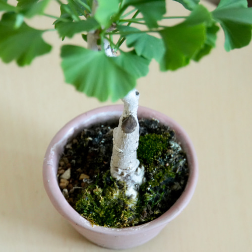 乳イチョウ　盆栽　乳銀杏　イチョウ盆栽　ギンナン　チチイチョウ 乳イチョウ 盆栽 乳銀杏 イチョウ盆栽 ギンナン チチイチョウ 乳