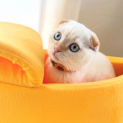 ひまわり大 新色追加 猫さんにやさしい首輪【かぎ針編み 猫の首輪 猫