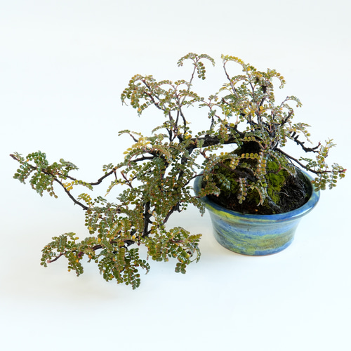 磯山椒 礒山椒・イソザンショウ/盆栽、多肉植物、塊根植物、観葉植物