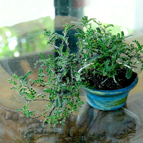 ミニ 盆栽 イソザンショウ 磯山椒 磯山椒 ミニ盆栽 幹太いです 盆栽