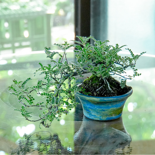 小品盆栽イソザンシヨオ 小品盆栽イソザンシヨオ