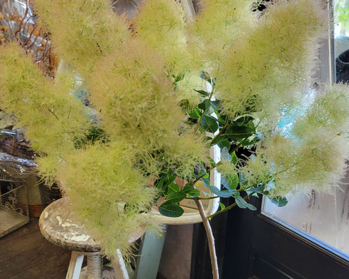 スモークツリー入荷しました！生花の状態です。 ドライフラワー
