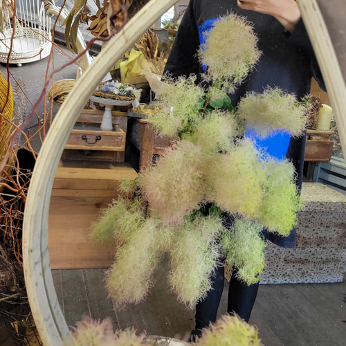 スモークツリー入荷しました！生花の状態です。 ドライフラワー