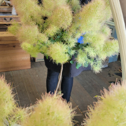 スモークツリー入荷しました！生花の状態です。 ドライフラワー