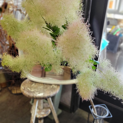 スモークツリー入荷しました！生花の状態です。 ドライフラワー