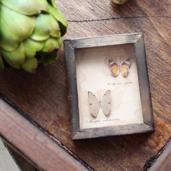蝶のミニチュア標本箱_ヒイロツマベニチョウ【胡蝶の夢】 その他