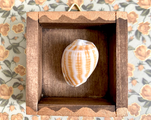 貝殻標本（カズラガイ） 立体・オブジェ ばやし 通販 17730676｜Creema