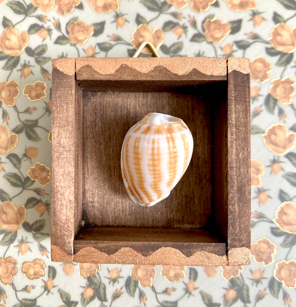 貝殻標本（カズラガイ） 立体・オブジェ ばやし 通販 17730676｜Creema