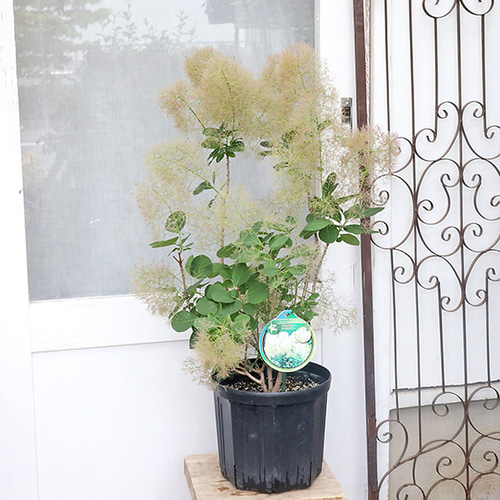 VY1スモークツリー白花接木高さ100cm6号鉢物大苗ヤングレディR