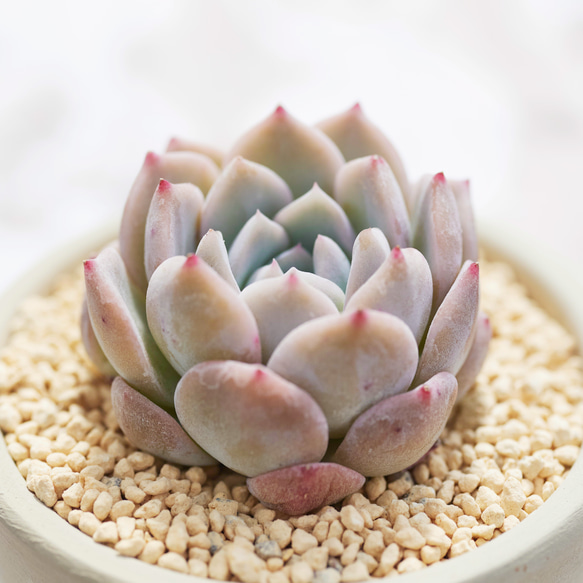 シュガークリスタル 多肉植物 エケベリア 多肉植物 Roots 通販
