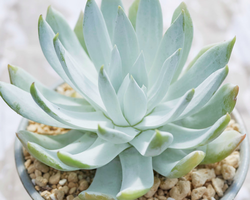 多肉植物　①ダドレア ヌビゲナ 数年古株 多肉植物 ①ダドレア ヌビゲナ 数年古株