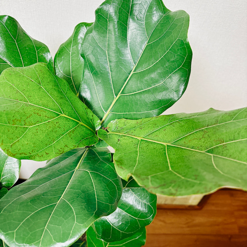 ［現品］5番　カシワバゴムの木　フィカス　リラータ　ストレート　8号　大型　室内 現品］5番 カシワバゴムの木 フィカス リラータ ストレート 8号