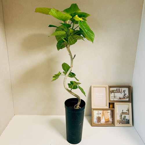 フィカス ウンベラータ 曲がり 2 フィカス・ウンベラータ|曲がりタイプ - 観葉植物・多肉植物の