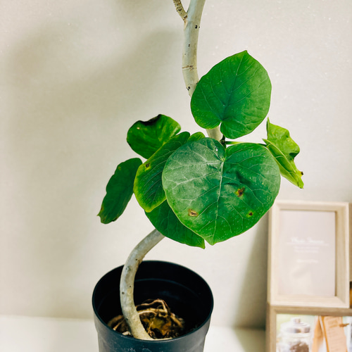 現品］2番 フィカス ウンベラータ 曲がり 3.5号 観葉植物 室内
