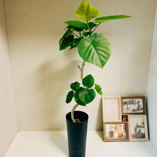 現品］2番 フィカス ウンベラータ 曲がり 3.5号 観葉植物 室内 ゴムの