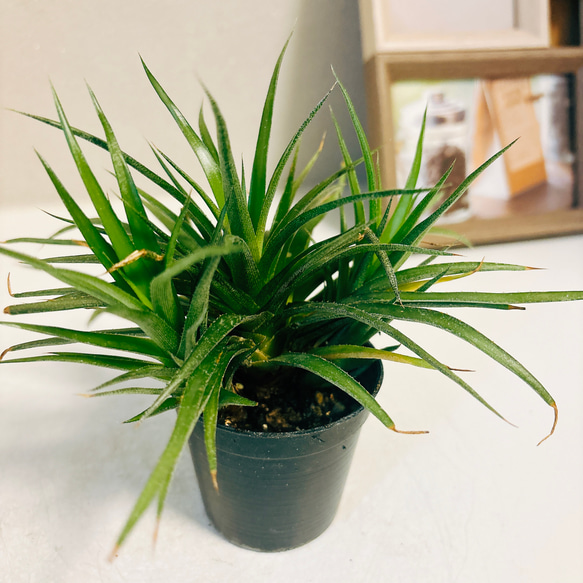 現品］【希少】ディッキア ハイブリッド 観葉植物 室内 レア 珍しい