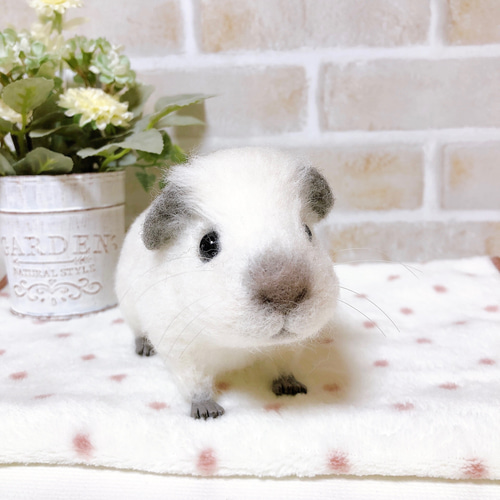 13㎝ 白×グレーの子モルちゃん *ロシアンスモークモルモット* (羊毛