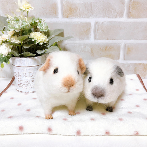 13㎝ 白×グレーの子モルちゃん *ロシアンスモークモルモット* (羊毛