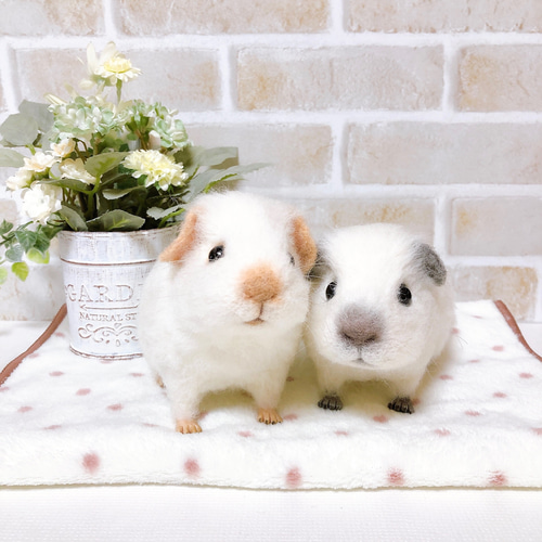 13㎝ 白×グレーの子モルちゃん *ロシアンスモークモルモット* (羊毛