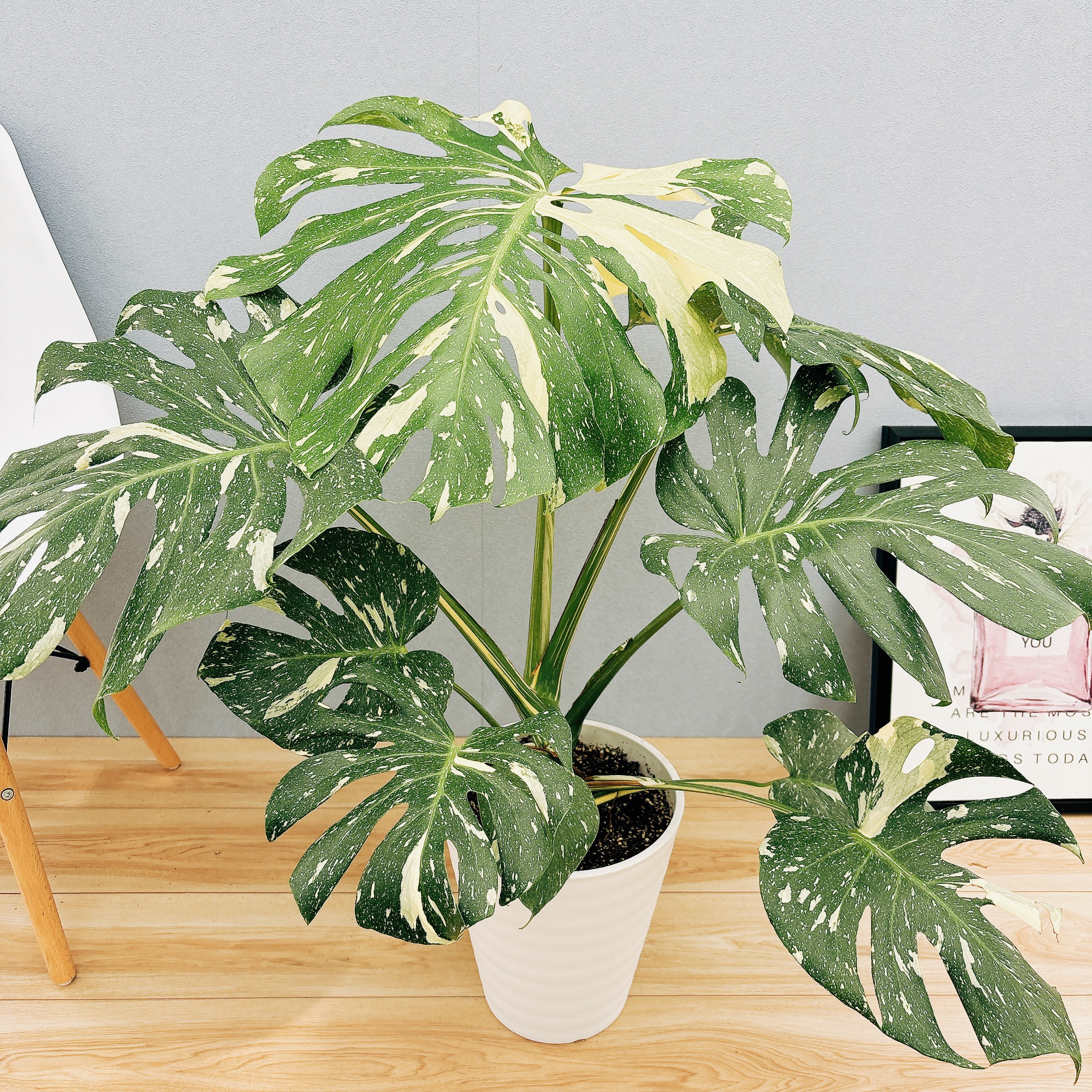 現品］【希少】8番 モンステラ デリシオーサ 斑入り 観葉植物