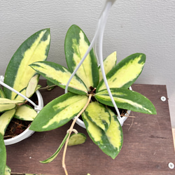 ホヤ＊アクタ＊かわいい吊り鉢＊斑入り＊観葉植物＊希少種＊ アート