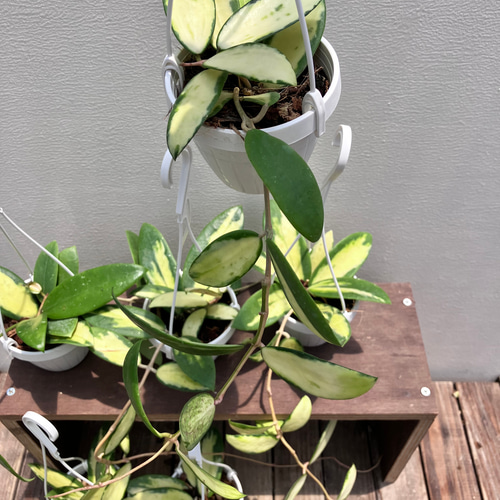 ホヤ＊アクタ＊かわいい吊り鉢＊斑入り＊観葉植物＊希少種＊ アート