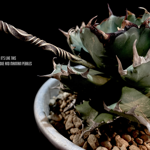 spiral Longinus × wood.stand『soil stick』 【公式通販】