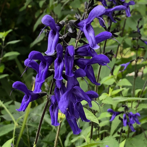 限定】チェリーセージ メドーセージ 苗 各1株 ＊ ハーブ サルビア