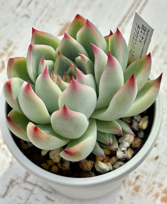 人気レア品種！☆謎エケ×チワワエンシス2（子株付）多肉植物 自家栽培