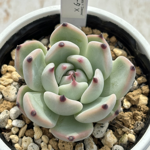 はなさん コロラータ× コロラータ札付き　多肉植物 外の多肉棚のコロラータたち | ブログ版Olive&SucculentGarden