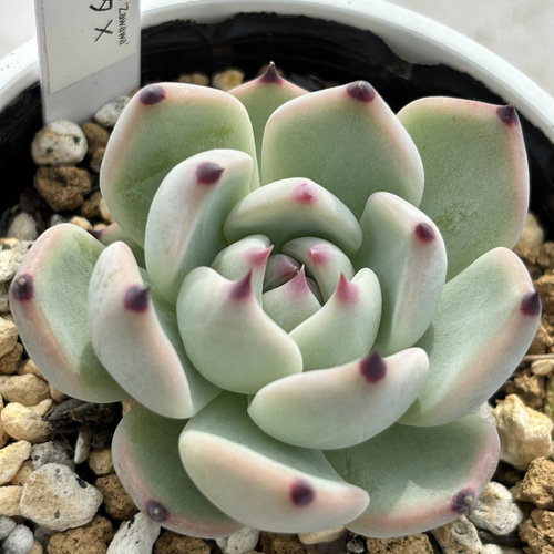 人気レア品種！☆コロラータ×ざわわ 多肉植物 自家栽培 国産 多肉植物