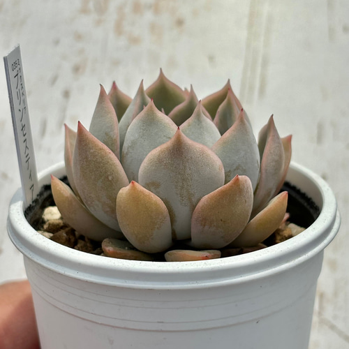 人気レア品種！☆プリンセスティアラ 多肉植物 自家栽培 国産 多肉植物