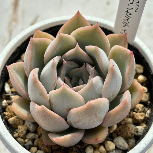 人気レア品種！☆プリンセスティアラ 多肉植物 自家栽培 国産 多肉植物