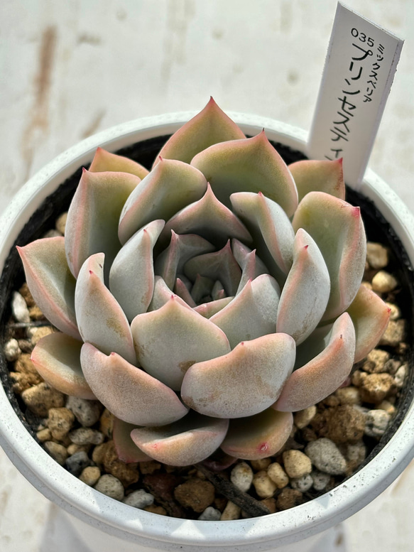 人気レア品種！☆プリンセスティアラ 多肉植物 自家栽培 国産