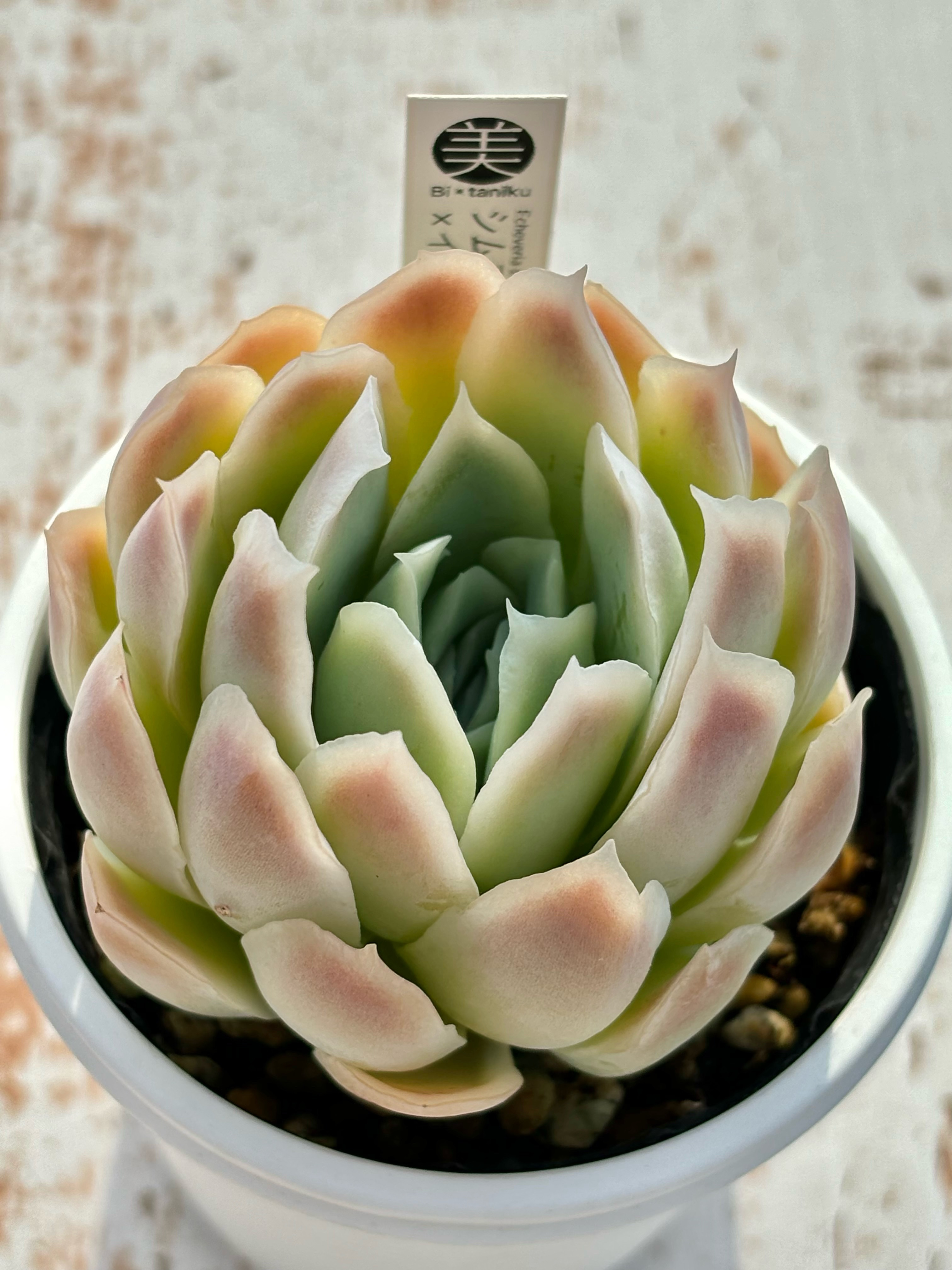 多肉植物　韓国苗　シムランス　抜き苗 シムランス エケベリア 抜き苗 多肉植物 美苗 - メルカリ