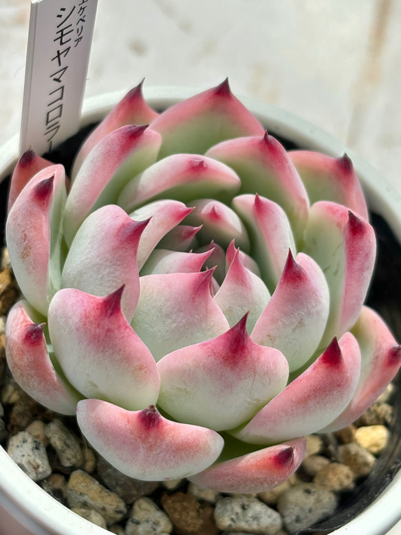 人気品種！☆シモヤマコロラータ 多肉植物 自家栽培 国産 多肉植物 美