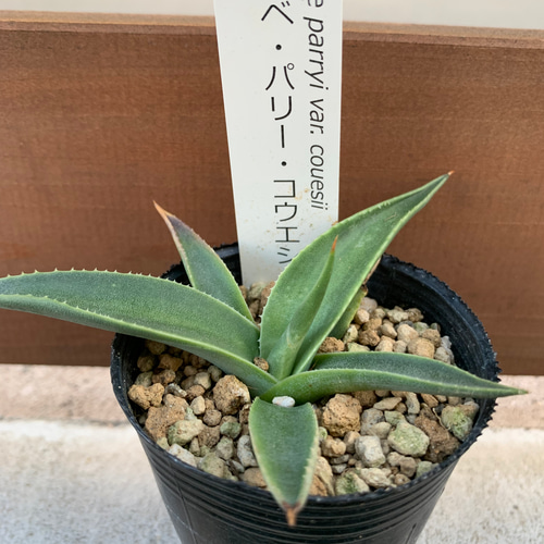 ミニ】アガベ バラエティー16苗セット 多肉植物 ドデカミン ミニ】アガベ バラエティー16苗セット 多肉植物 ドデカミン