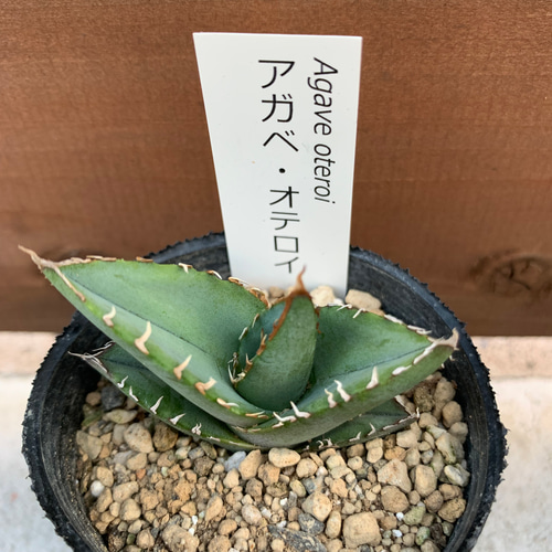 ミニ】アガベ バラエティー16苗セット 多肉植物 ドデカミン ミニ】アガベ バラエティー16苗セット 多肉植物 ドデカミン