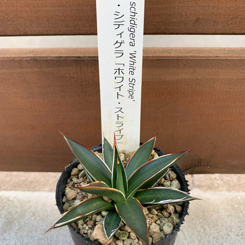 限定出品 アガベ 12株セット 【公式通販】