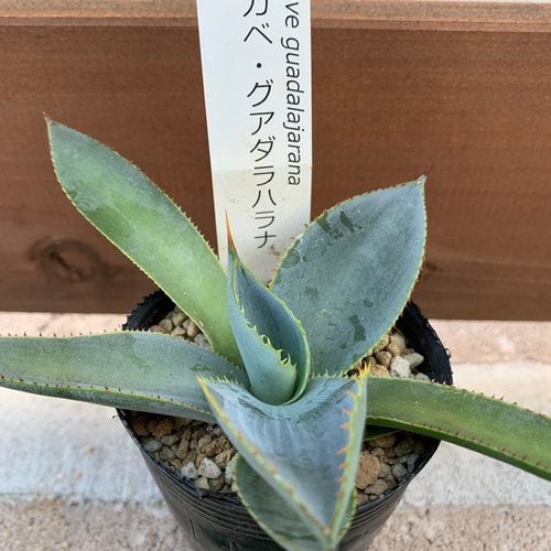 ミニ】アガベ バラエティー16苗セット 多肉植物 ドデカミン ミニ】アガベ バラエティー16苗セット 多肉植物 ドデカミン