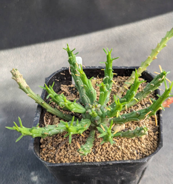 ユーフォルビア 孔雀丸 in わけけのお店(ヨメ) 2枚目の画像