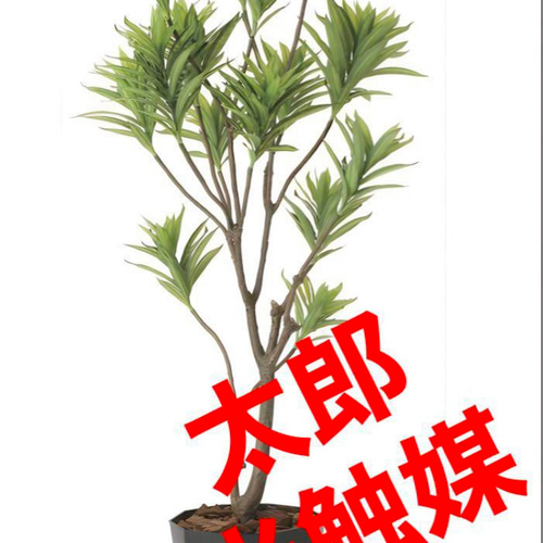 光触媒　人工観葉植物　ウォールグリーン　フレッシュドラセナ1.8 光触媒 人工観葉植物 ウォールグリーン フレッシュドラセナ1.8 その他