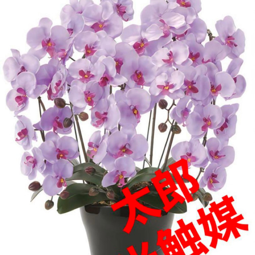 光触媒　人工観葉植物　ウォールグリーン　フェイクグリーン　クイーン胡蝶蘭5本立L 光触媒 人工観葉植物 ウォールグリーン フェイクグリーン クイーン胡蝶