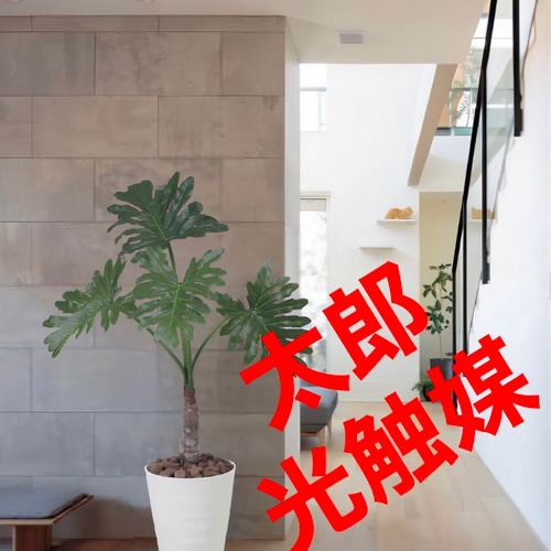 光触媒　人工観葉植物　ウォールグリーン　フェイクグリーン　アジアン風セローム 光触媒 人工観葉植物 ウォールグリーン フェイクグリーン