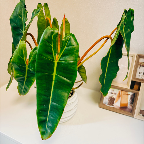 現品］【希少】葉がモリモリ フィロデンドロン ビレッティア 観葉植物