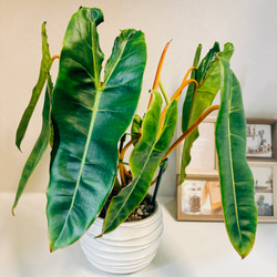 現品］【希少】葉がモリモリ フィロデンドロン ビレッティア 観葉植物