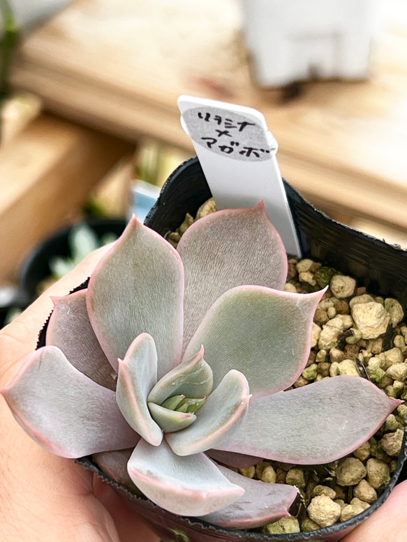 ❤️専用出品❤️リラシナ錦❤️ 葉挿しっ子抜き苗③ 2025年最新】リラシナ錦の人気アイテム - メルカリ