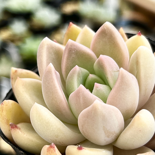 メロディ＊エケベリア＊多肉植物＊抜き苗 多肉植物 ＊N＊ 通販｜Creema 