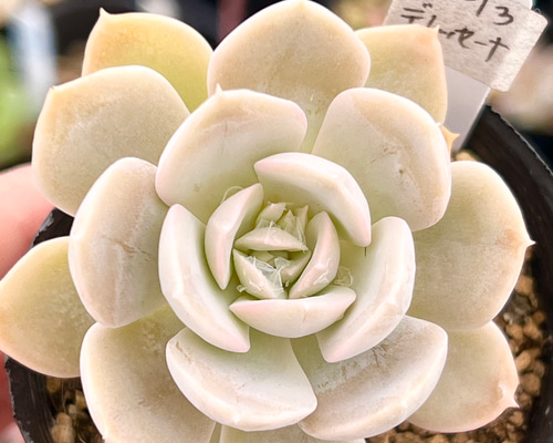 多肉植物 デレッセーナ×メキジャイ 抜き苗 多肉植物 デレッセーナ